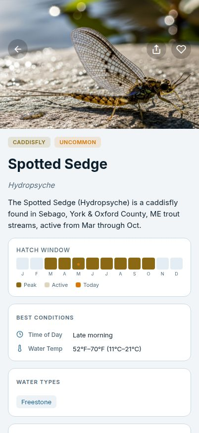 Match the Hatch Insect Detail screen